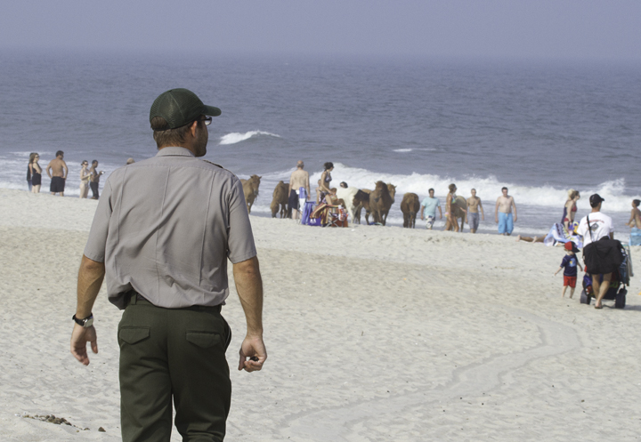 An Assateague ranger prepares to breaks up a pony party on the beach before some kid gets an ear bitten off - entertainment during a sea watch that provided Black Tern, Whimbrel, and Wilson's Storm-Petrels. (7/23/2011). Photo by Bill Hubick.
