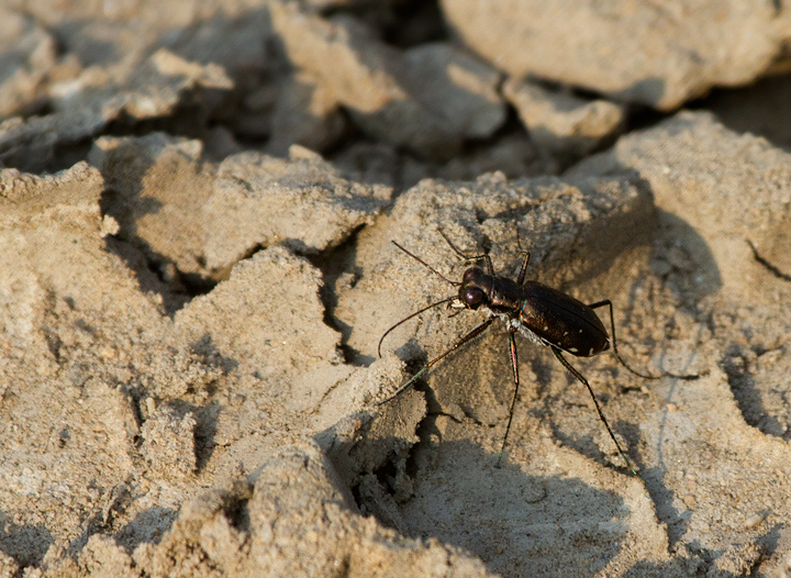 A Punctured Tiger Beetle in Anne Arundel Co., Maryland (7/29/2011). Photo by Bill Hubick.