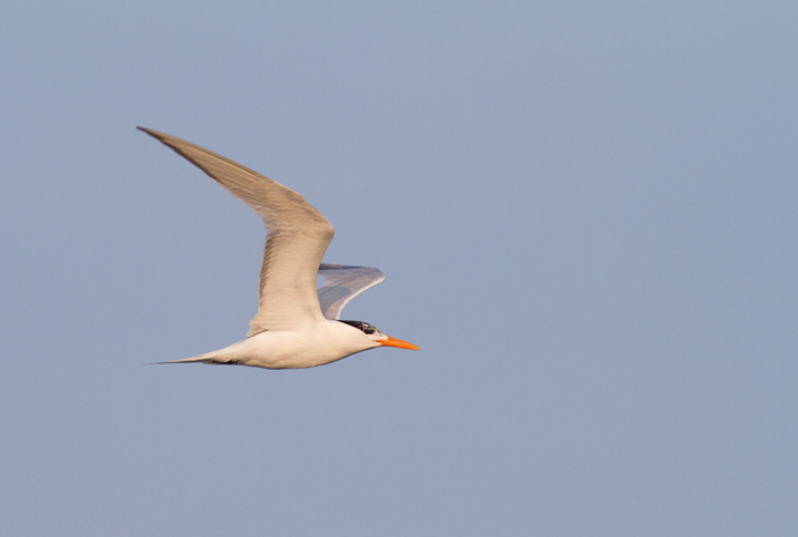 A Royal Tern at the Ocean City Inlet, Maryland (7/23/2011). Photo by Bill Hubick.