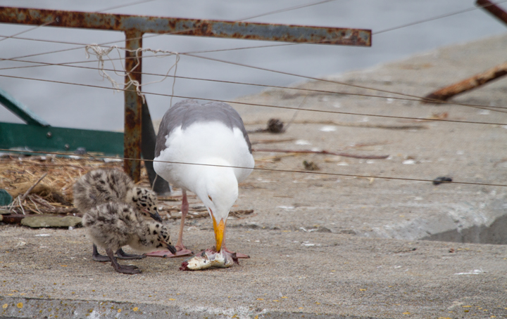 A Western Gull feeds its two downy chicks in Monterey Harbor, California (7/1/2011). Photo by Bill Hubick.