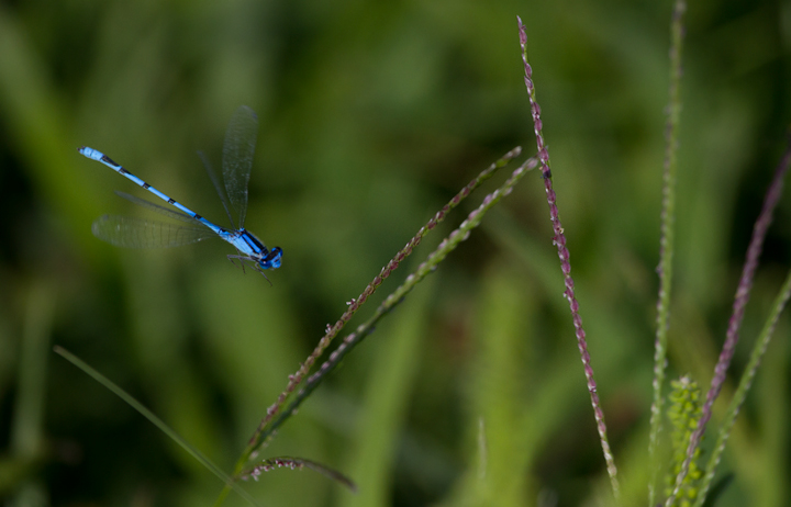 A Familiar Bluet, abundant locally in late summer, in Harford Co., Maryland (8/31/2011). Photo by Bill Hubick.