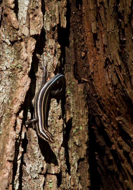 An immature Five-lined Skink near my home in Anne Arundel Co., Maryland (9/11/2011). Photo by Bill Hubick.