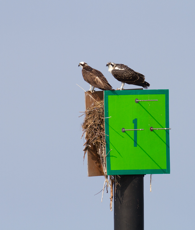A juvenile Osprey (right) hangs with its parent (left) at Point Lookout SP, Maryland (9/3/2011). Both will soon depart for points south. Osprey migration is already well underway, and numbers will drop off significantly by the end of the month. Photo by Bill Hubick.