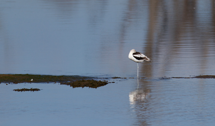 A roosting American Avocet at Bolsa Chica, California (10/6/2011). Photo by Bill Hubick.