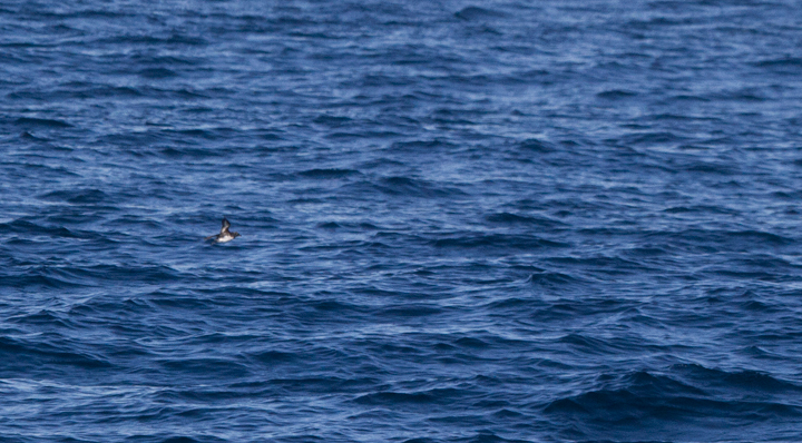 A distant Cassin's Auklet - off San Diego, California (10/8/2011). Photo by Bill Hubick.