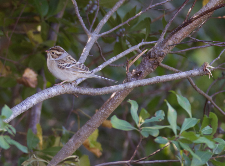 Two Clay-colored Sparrows on Assateague Island, Maryland (10/16/2011). Photo by Bill Hubick.
