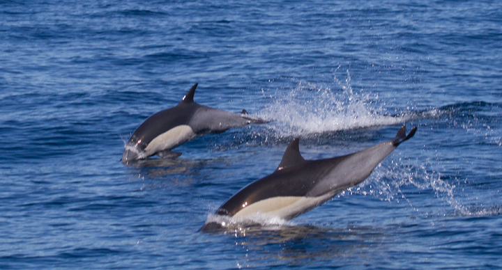 Commin Dolphins off San Diego, California (10/8/2011). Photo by Bill Hubick.