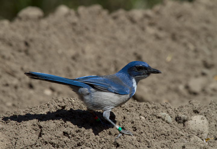 An Island Scrub-Jay on Santa Cruz Island, California. Among other features, this endemic species is distinctly brighter blue and has a much larger bill than its mainland relatives. Photo by Bill Hubick.