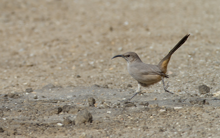 A Le Conte's Thrasher allows rare glimpses as it runs between patches of desert scrub in Kern Co., California (10/3/2011). Photo by Bill Hubick.