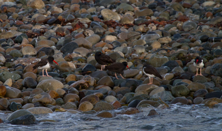American-type Oystercatchers among Black Oystercatchers in San Diego Harbor at dawn. One of the three American-types might fall within range of a "pure" American, but the other two show more signs of hybridization. Photo by Bill Hubick.