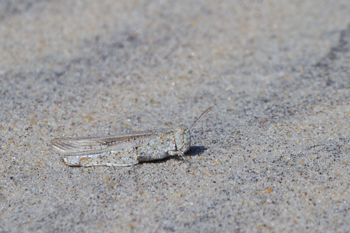 A Seaside Grasshopper (<em>Trimerotropis maritima</em>) blends in perfectly in the dunes on Assateague Island, Maryland (10/22/2011).  Photo by Bill Hubick.