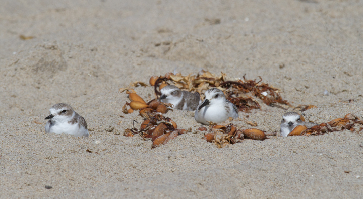 Snowy Plovers hanging out with a Sanderling Photo by Bill Hubick.
