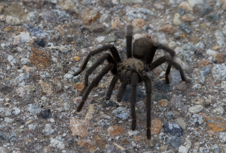 A tarantula near Mt. Pinos, California (10/2/2011). Photo by Bill Hubick.
