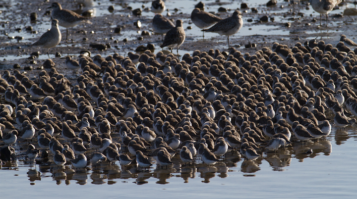 Part of a major gathering of Western Sandpipers at Bolsa Chica, California (10/6/2011). Photo by Bill Hubick.