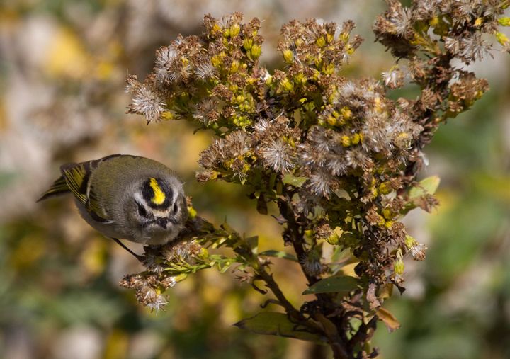 Golden-crowned Kinglets were generally uncommon across Worcester Co. this year, but those we found on the island were primarily feeding in the Seaside Goldenrod in the dunes. There was a bathhouse that was lined on both sides with goldenrod, and if you spooked them from one side, they would fly through a grate and through the crawlspace under the raised building to the other side. (Assateague, 11/12/2011). Photo by Bill Hubick.