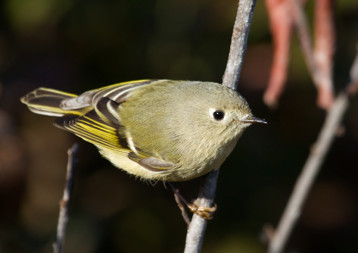 Ruby-crowned Kinglets are abundant in migration but often rather thin during the Rarity Roundup in Maryland (11/12/2011). Photo by Bill Hubick.
