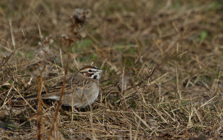 A continuing Lark Sparrow on Assateague Island, Maryland (12/3/2011). When Dan spotted it perched up, I slowly positioned myself in better morning light. The bird then surprised me by flying halfway to me, then running another five feet or so toward me. We spent 30 minutes just watching it feed about 10' away, never flushing it even when we slowly departed. Found by Rob Ostrowski. (Thanks, Rob!) Photo by Bill Hubick.