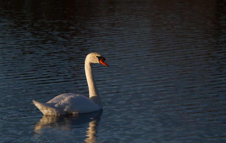 Adult and immature Mute Swans stopping in at Fort Smallwood Park, Maryland (11/24/2011). Photo by Bill Hubick.