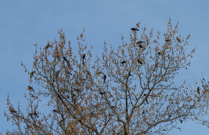 Red-winged Blackbirds feeding in the Sweet Gums at Fort Smallwood, Maryland (11/24/2011). Photo by Bill Hubick.