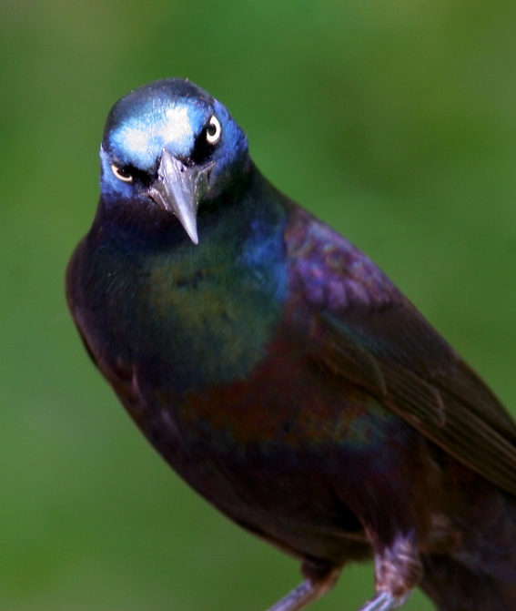 common grackle images. Below: A Common Grackle in my