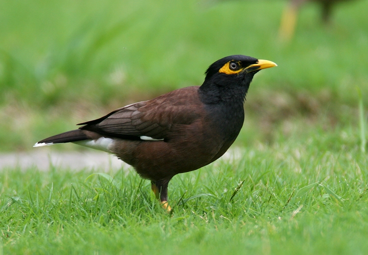 common myna