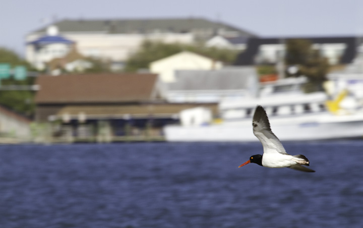 An American Oystercatcher in flight at Shantytown, Ocean City, Maryland (5/11/2011). Photo by Bill Hubick.