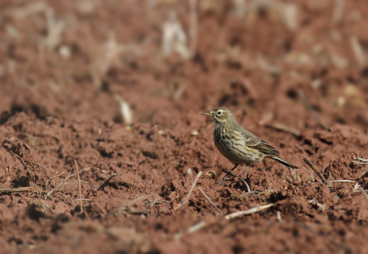 An American Pipit foraging in a field in Frederick Co., Maryland (11/6/2010). Photo by Bill Hubick.