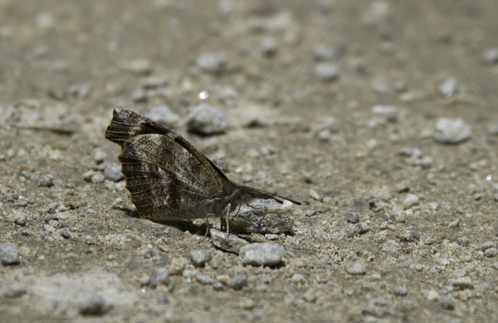 An American Snout in Great Dismal Swamp, Virginia (5/27/2011). Photo by Bill Hubick.