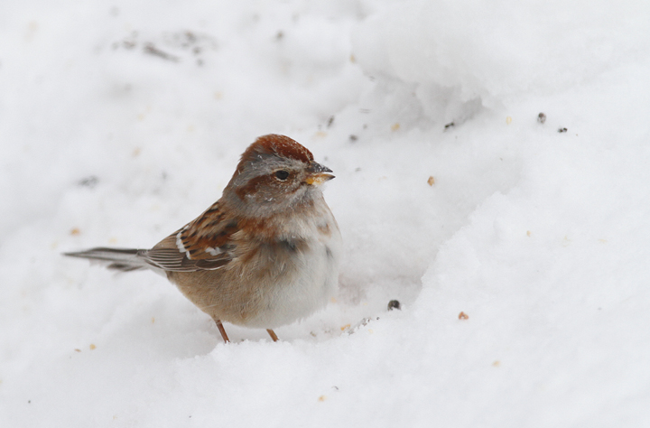 An American Tree Sparrow visited our yard during the February blizzards (2/10/2010). This is the photo shoot during which I broke my bookshelf while trying to stand on it. Photo by Bill Hubick.