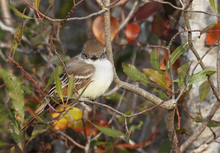 An Ash-throated Flycatcher continuing on Assateague Island, Maryland (12/5/2010). This rare western vagrant was found by Joe Hanfman on 11/27 and has been easily the most cooperative Ash-throated Flycatcher to date in Maryland. Photo by Bill Hubick.