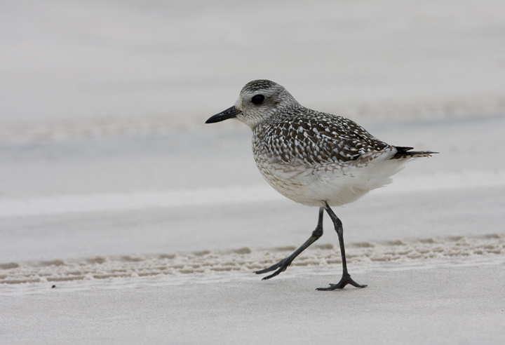 A Black-bellied Plover on Assateague Island, Maryland (10/12/2009).