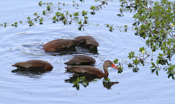 Five Black-bellied Whistling-Ducks in Baltimore Co., Maryland (6/30/2010). Photo by Bill Hubick.
