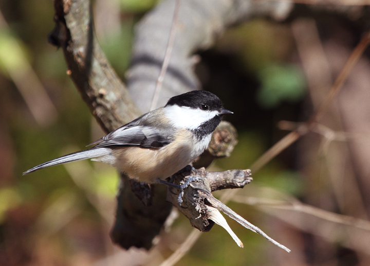 Black-capped Chickadees in northeastern Frederick Co., Maryland (11/6/2010). Photo by Bill Hubick.