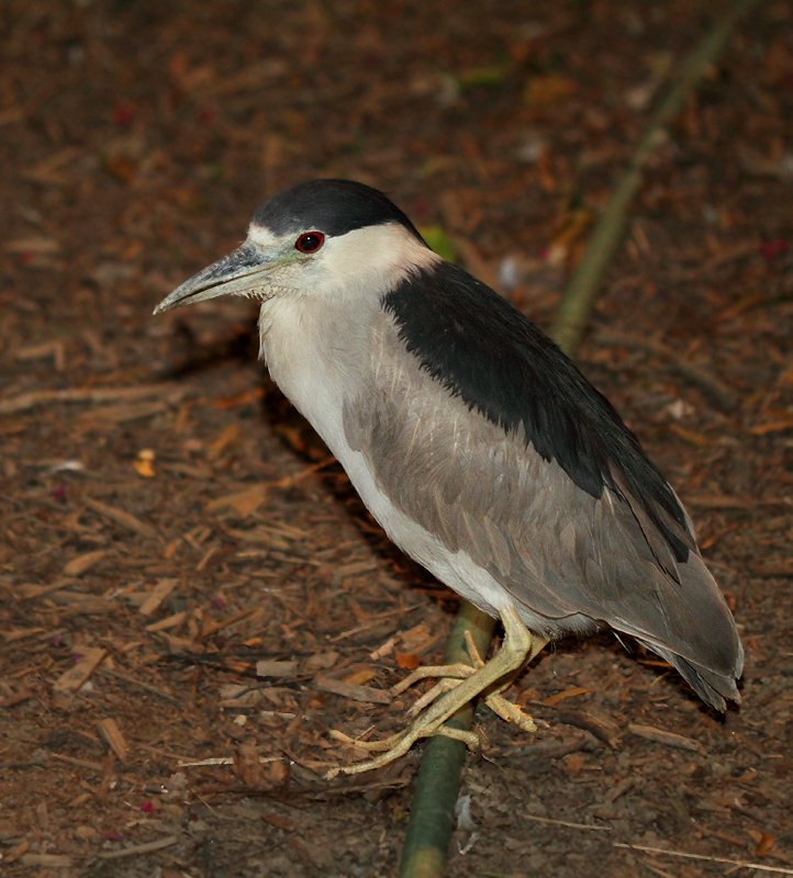 An adult Black-crowned Night-Heron under skilled care in Pasadena, Maryland (9/20/2010). Photo by Bill Hubick.