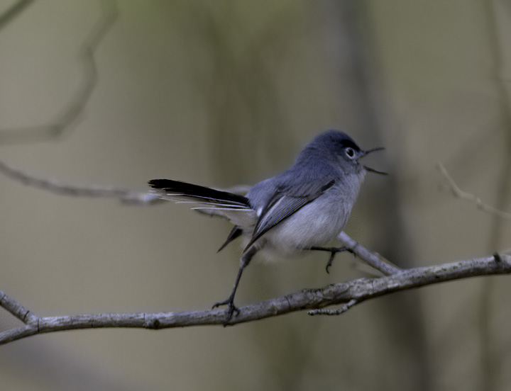 A Blue-gray Gnatcatcher comes in for the kill at Ellis Bay WMA, Wicomico Co., Maryland (4/10/2011). Photo by Bill Hubick.