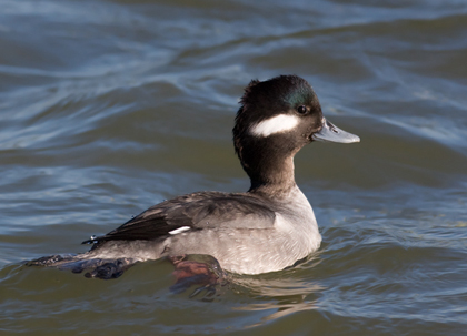 A hen Bufflehead