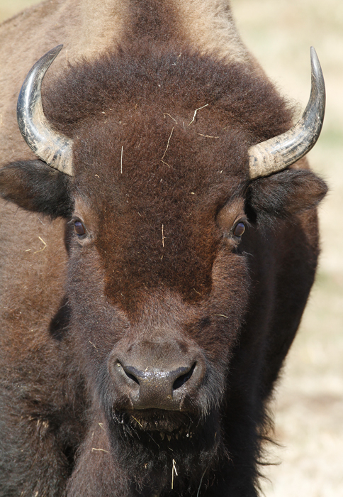 Buffalo Hybrid
