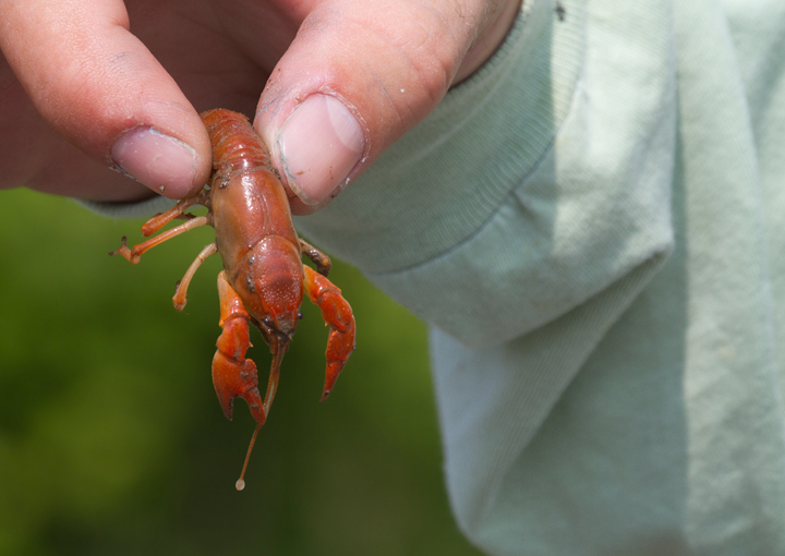 Upland Burrowing Crayfish (<em>Cambarus dubius</em>) in western Garrett Co., Maryland (6/12/2011). Photo by Bill Hubick.