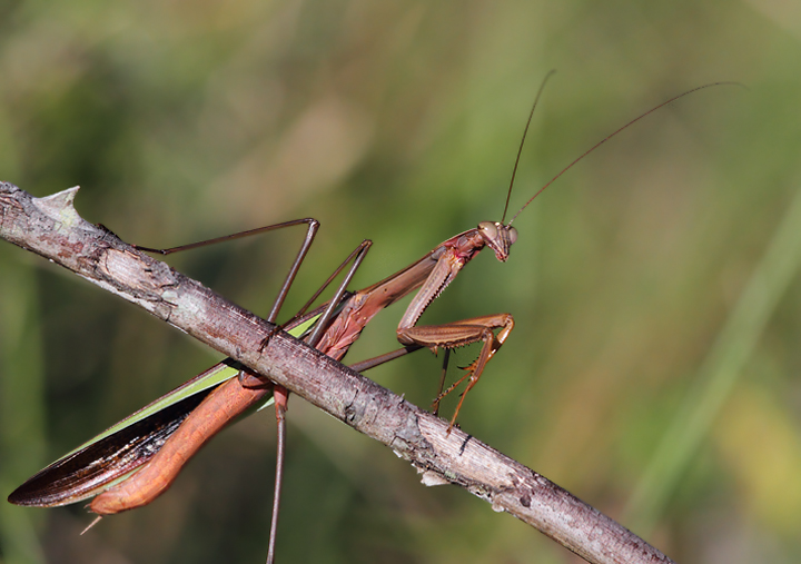 A large Chinese Mantis in Anne Arundel Co., Maryland (9/15/2010). Photo by Bill Hubick.