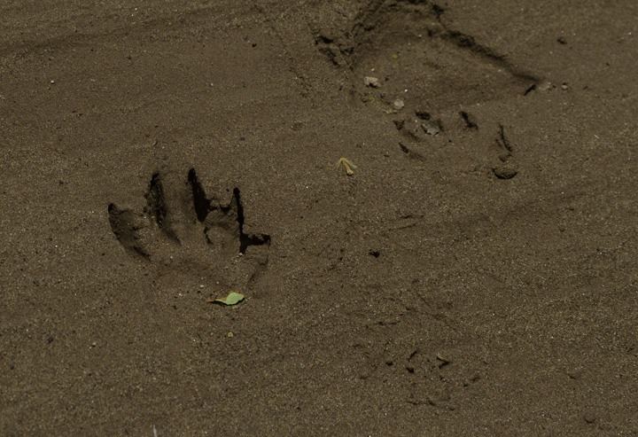 A Common Raccoon track in a sandy bank in Washington Co., Maryland (6/4/2011).. Photo by Bill Hubick.