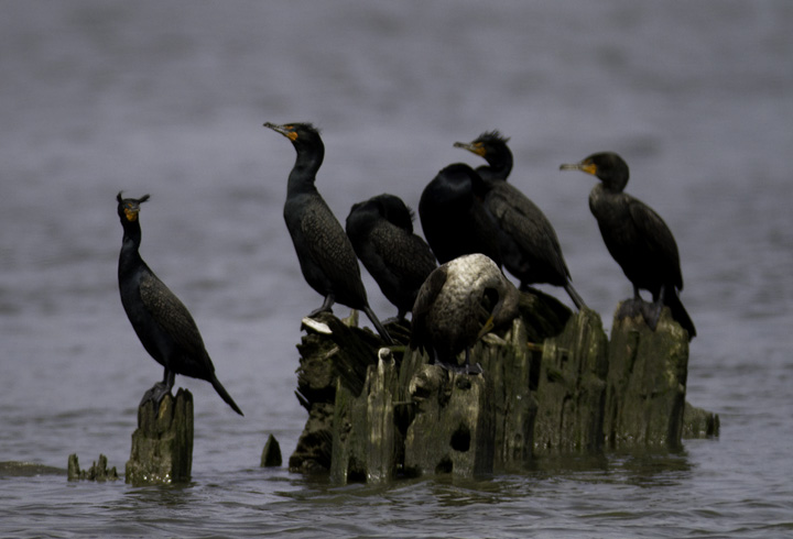 Double-crested Cormorants roosting on the Wicomico River, Maryland (4/10/2011). Photo by Bill Hubick.