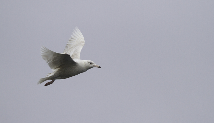 A first-cycle Glaucous Gull shadowed the boat for miles and miles of open ocean in Maryland and Delaware waters (2/5/2011). Photo by Bill Hubick.