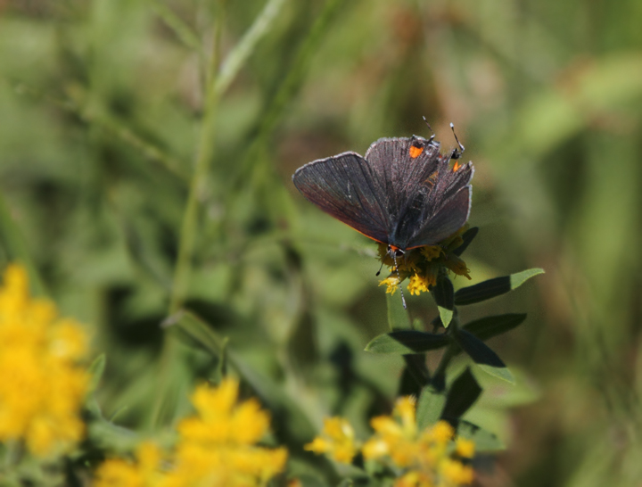 A Gray Hairstreak offers an uncommon view with spread wings - St. Mary's Co., Maryland (10/2/2010). Photo by Bill Hubick.