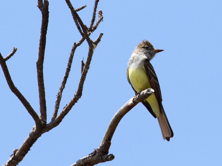 A Great Crested Flycatcher in Dorchester Co., Maryland (5/8/2010). Photo by Bill Hubick.