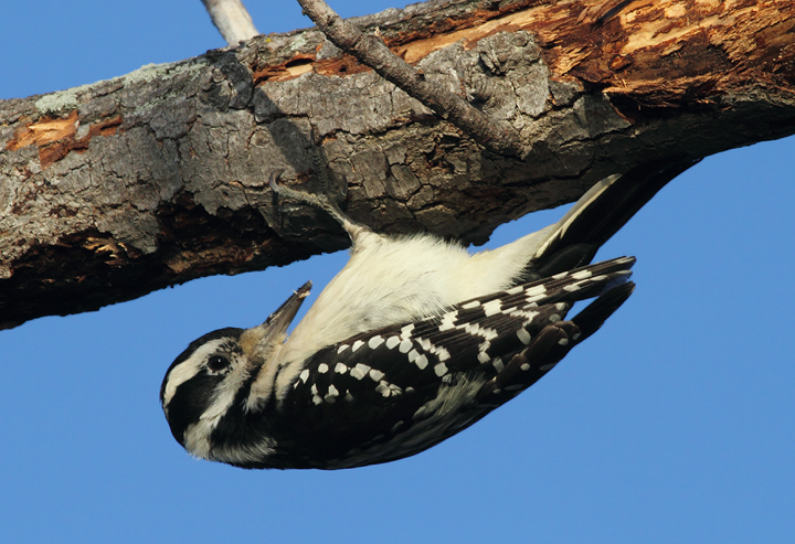 A female Hairy Woodpecker forages at Fort Smallwood, Maryland (10/15/2010). Photo by Bill Hubick.