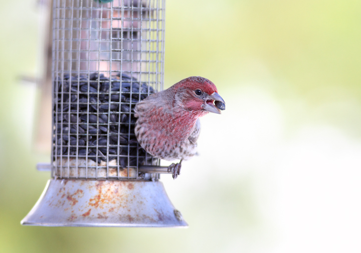 A male House Finch visits our feeders in Anne Arundel Co., Maryland (12/20/2009).