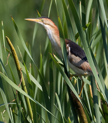 A Least Bittern in Maryland