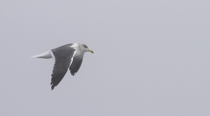 One of many Lesser Black-backed Gull that followed us off Maryland (2/5/2011). Photo by Bill Hubick.