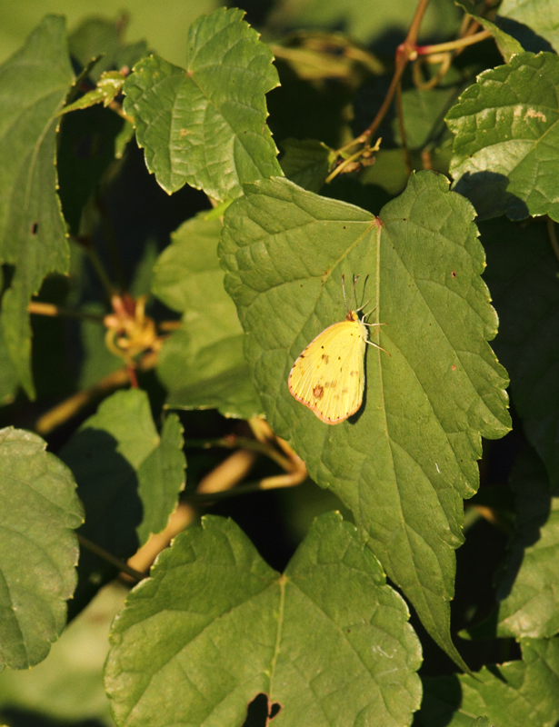 Maryland's invasion of Little Yellows continues. We photographed them in St. Mary's, Calvert, and Charles Counties on 10/2/2010. Shown here near the Patuxent River in Calvert Co. Photo by Bill Hubick.