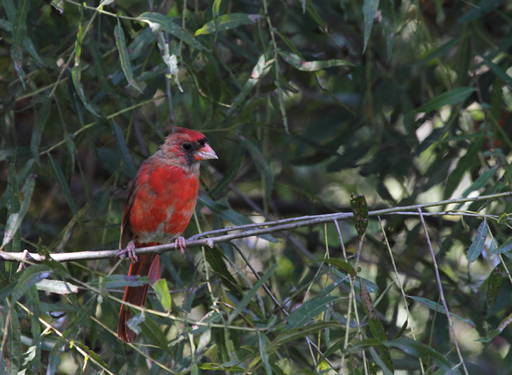 A molting male Northern Cardinal in Anne Arundel Co., Maryland (9/15/2010). Photo by Bill Hubick.